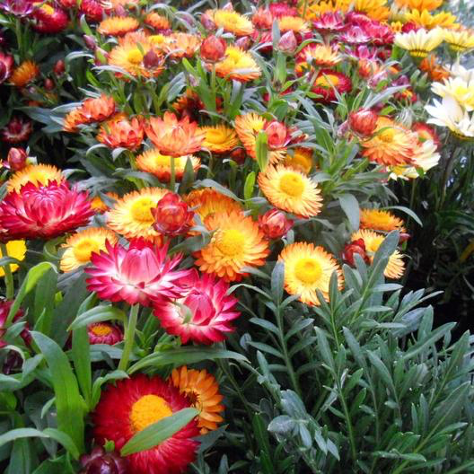Semillas De Flor De Paja 'Swiss Giant Mix' - 0.75 G, Flores Anuales Para Secar, Ideal Para Jardín