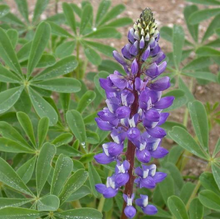 Load image into Gallery viewer, Arroyo Lupine