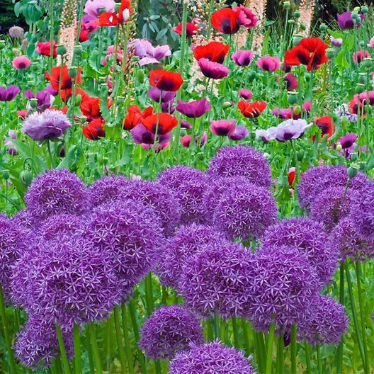 Oriental Mixed Poppy – Bloomin' Bin