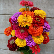 Load image into Gallery viewer, California Giant Zinnia