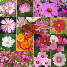 Load image into Gallery viewer, "Crazy for Cosmos" Mix