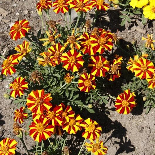 jolly jester marigold seeds Court Jester French Marigold
