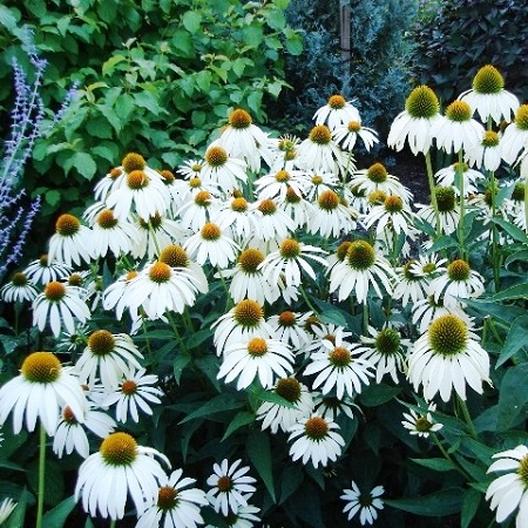 Coneflowers