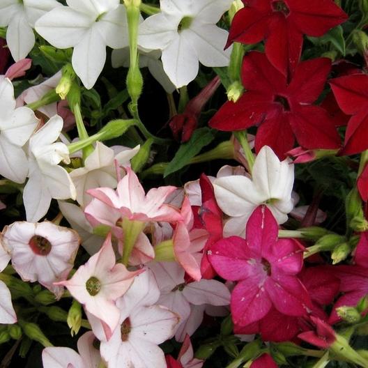 Flowering Tobacco