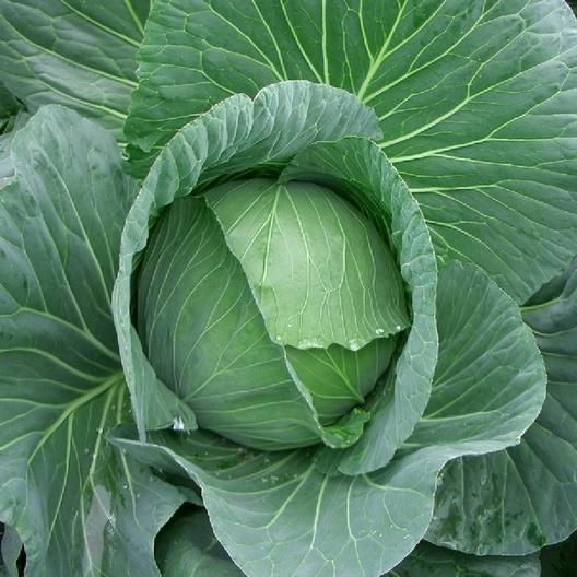 Cabbage