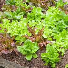 Load image into Gallery viewer, Leaf Lettuce Blend