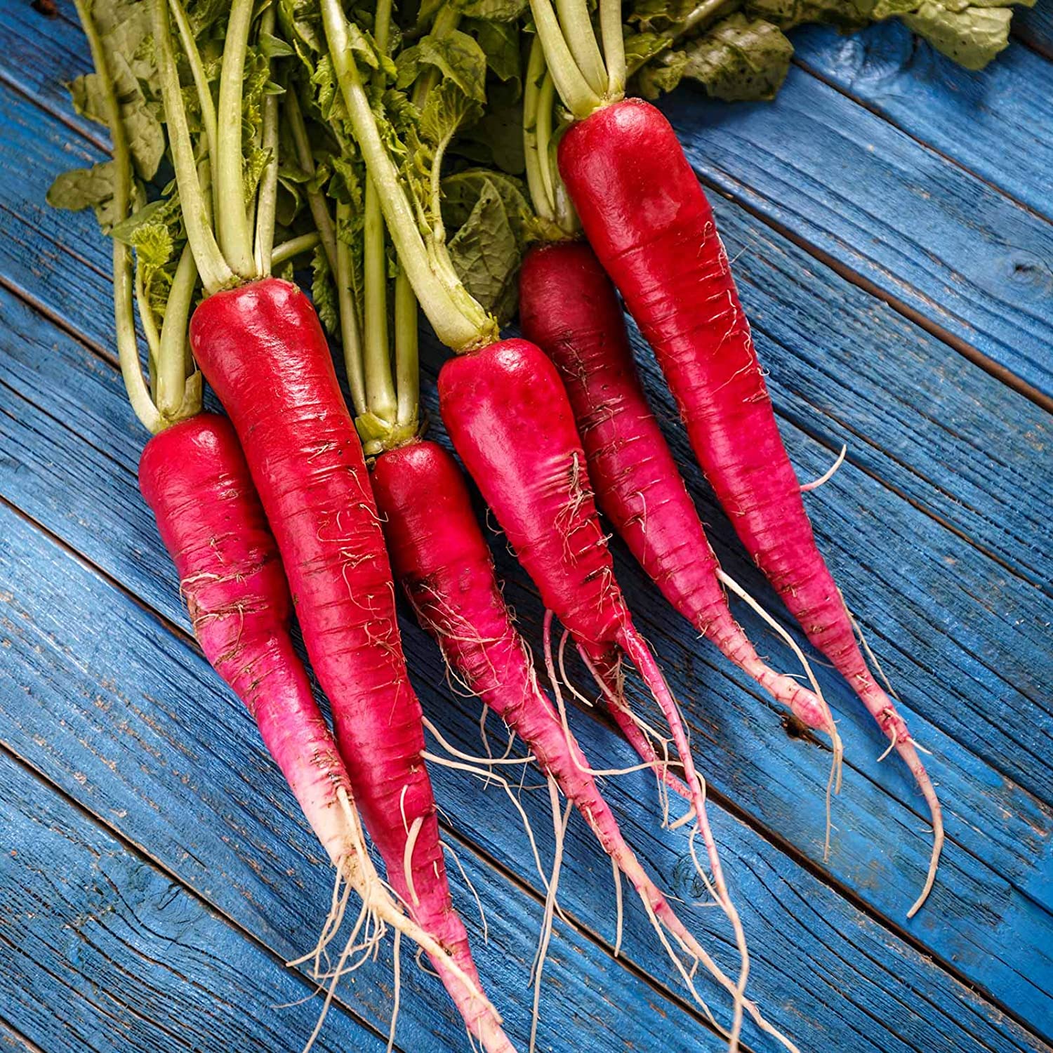 Red Daikon Radish – Bloomin' Bin