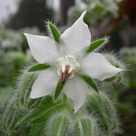 White Borage