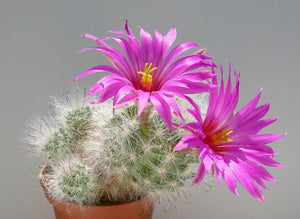 Mammillaria guelzowiana