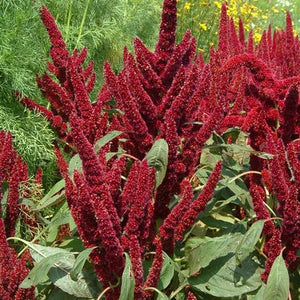 Pygmy's Torch Amaranth