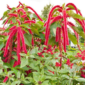 Love Lies Bleeding Amaranth