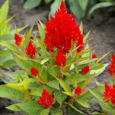 Scarlet Plume Celosia