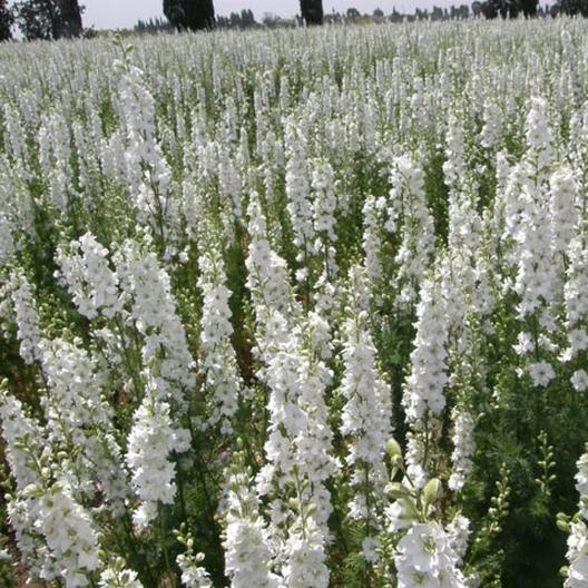 White King Larkspur Seeds