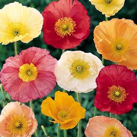 Iceland Poppy Mix