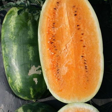 Tender Sweet Orange Watermelon