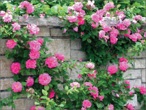 Pink Climbing Rose Seeds