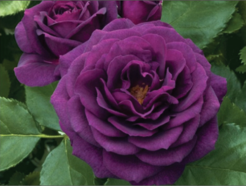Purple Bush Rose Seeds – Bloomin' Bin
