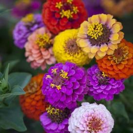 Button Box Dwarf Zinnia Mix