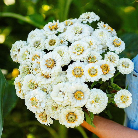 White Pumila Zinnia