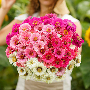 Show Stopper Zinnia Mix