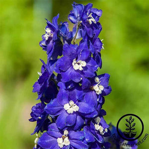 King Arthur Pacific Giant Delphinium