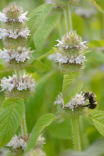 Load image into Gallery viewer, Hairy Wood Mint