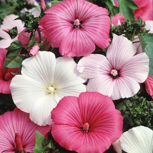 Lavatera Mixed Rose Mallow