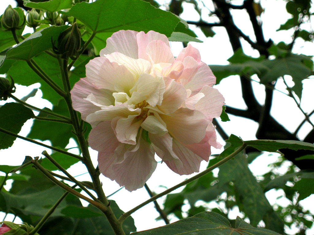 confederate rose seed Confederate Rose – Bloomin' Bin