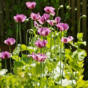 Hungarian Breadseed Poppy