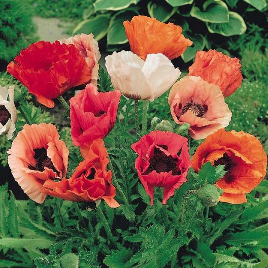 Oriental Mixed Poppy – Bloomin' Bin