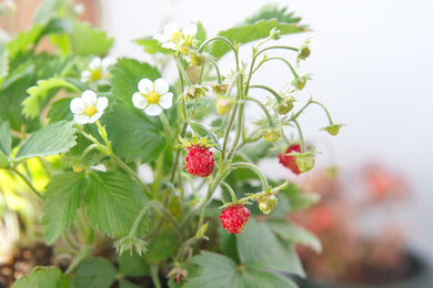 Woodland Strawberry