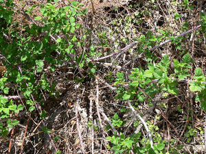 White Bark Raspberry