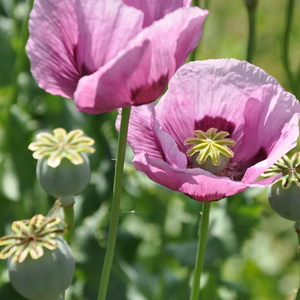 Hungarian Breadseed Poppy