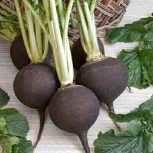 Load image into Gallery viewer, Black Spanish Round Radish