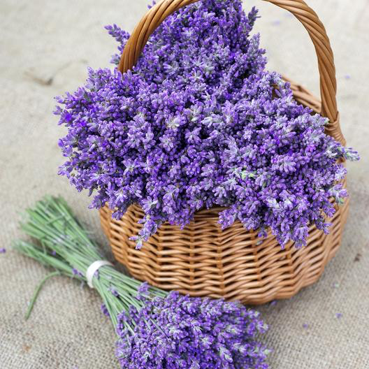 true lavender from seed True Lavender – Bloomin' Bin