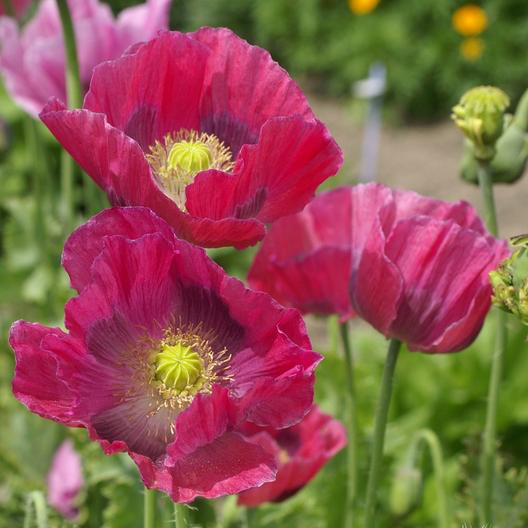 100 Hens And Chicks Poppy Seeds | Breadseed Poppy, Lettuce Leaf Papaver Somniferum Seeds