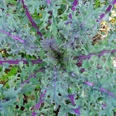 Red Russian Kale