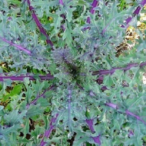 Red Russian Kale