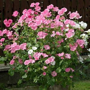 Lavatera Mixed Rose Mallow