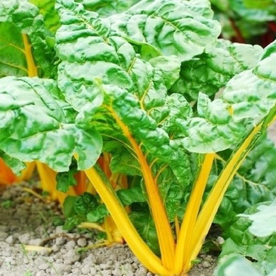 Orange Fantasia Swiss Chard