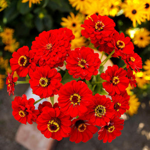 Scarlet Flame Zinnia