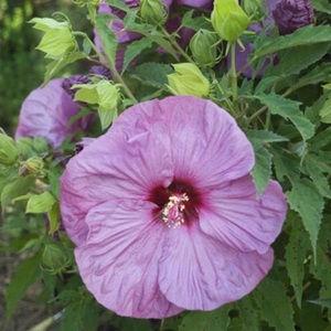 Loveliness Rose Mallow