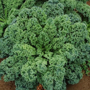 Blue Curled Scotch/Vates Kale