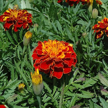 Load image into Gallery viewer, Harmony French Marigold