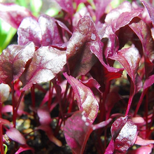 Load image into Gallery viewer, Bulls Blood Beet