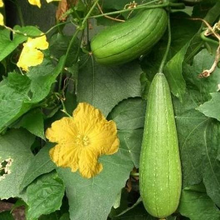 Load image into Gallery viewer, Luffa Gourd