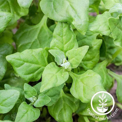 New Zealand Spinach